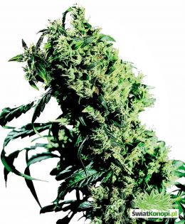 northern-lights-5-x-haze-feminised-xl.jpg