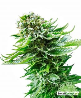 northern-lights-autoflowering-xl.jpg