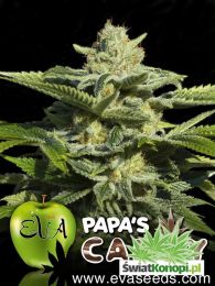 papas-_candy_eva_seeds.jpg