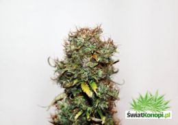 seedsman-auto_blue_2.jpg