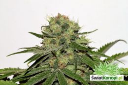 seedsman-cbd_critical_mass_3.jpg