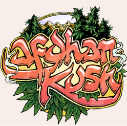 seedsman_afghan_kush_swiatkonopi.png