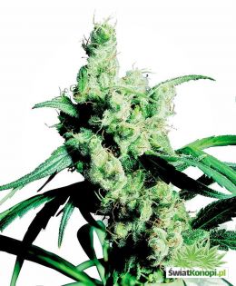 silver-haze-feminizowane-xl.jpg