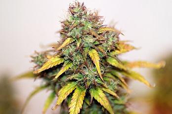 seedsman-auto_kush_1.jpg